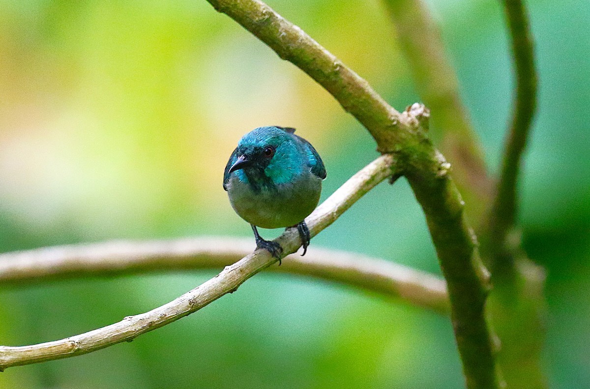 Scarlet-thighed Dacnis - ML637341108