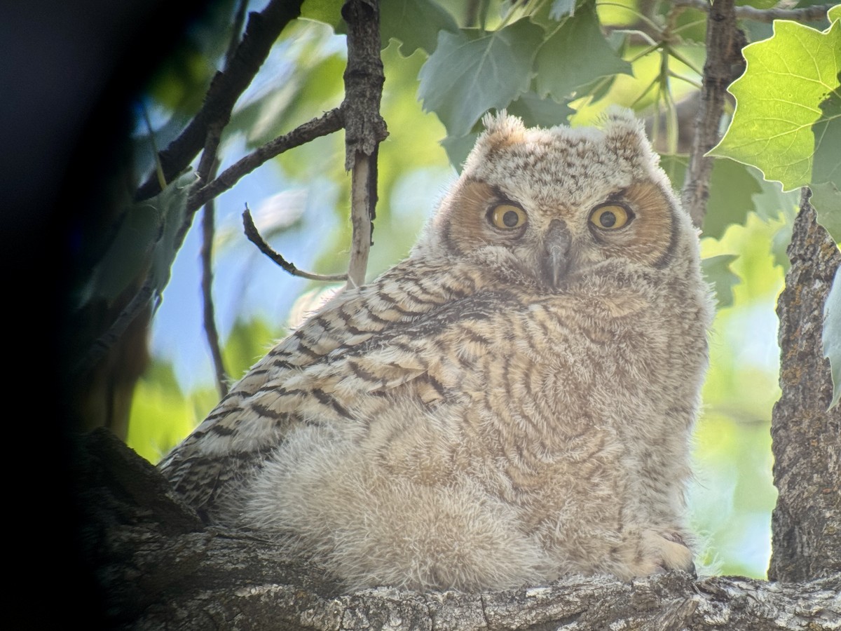 Great Horned Owl - ML637341148