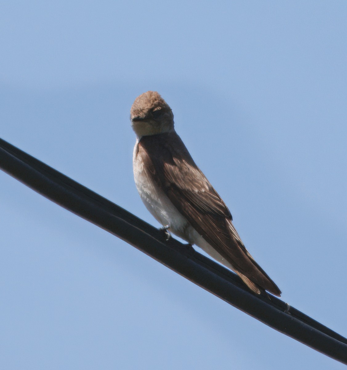 Northern Rough-winged Swallow - ML637341318
