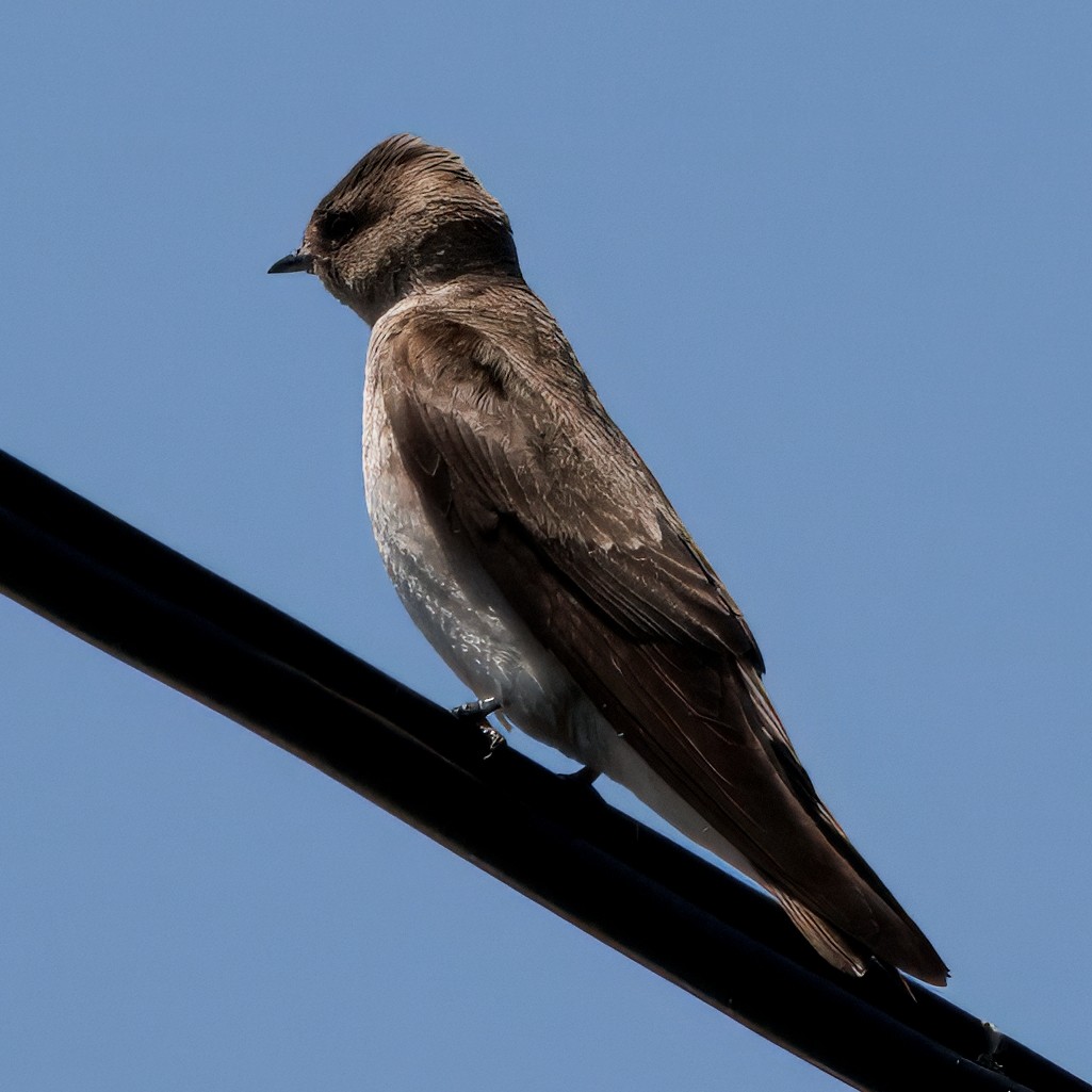 Northern Rough-winged Swallow - ML637341320