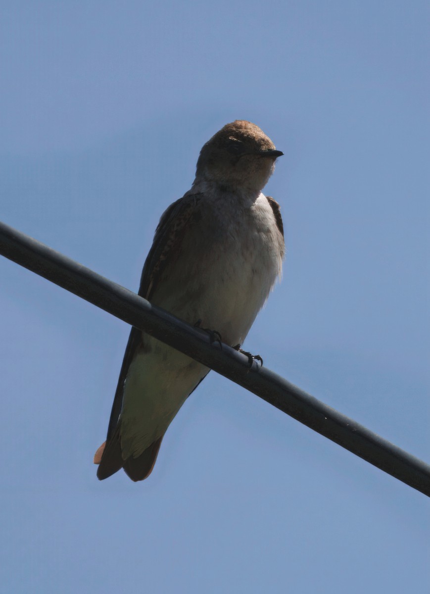Northern Rough-winged Swallow - ML637341322