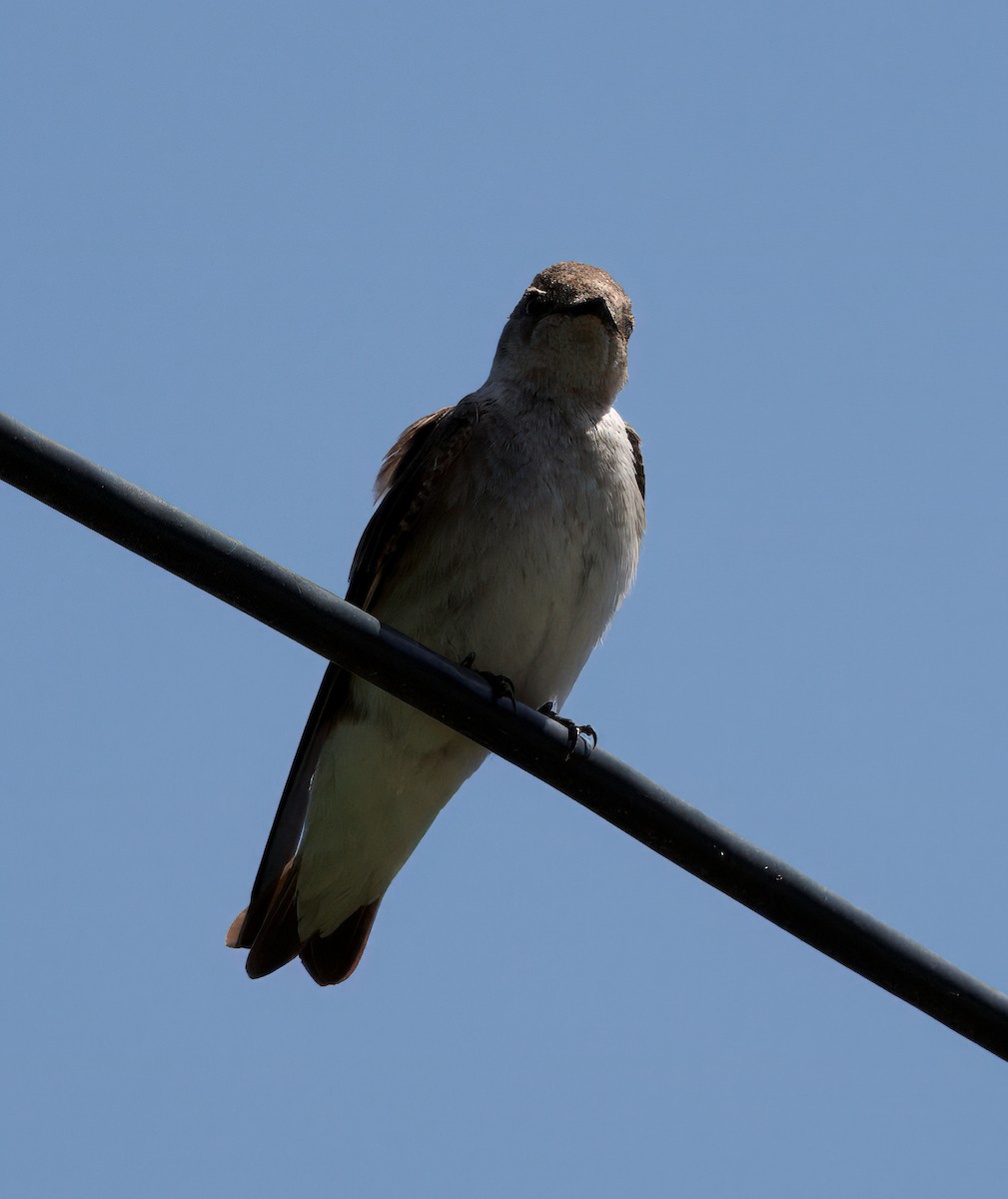 Northern Rough-winged Swallow - ML637341323