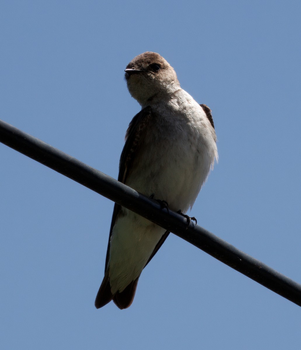 Northern Rough-winged Swallow - ML637341324