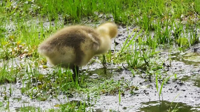 Canada Goose - ML637341392