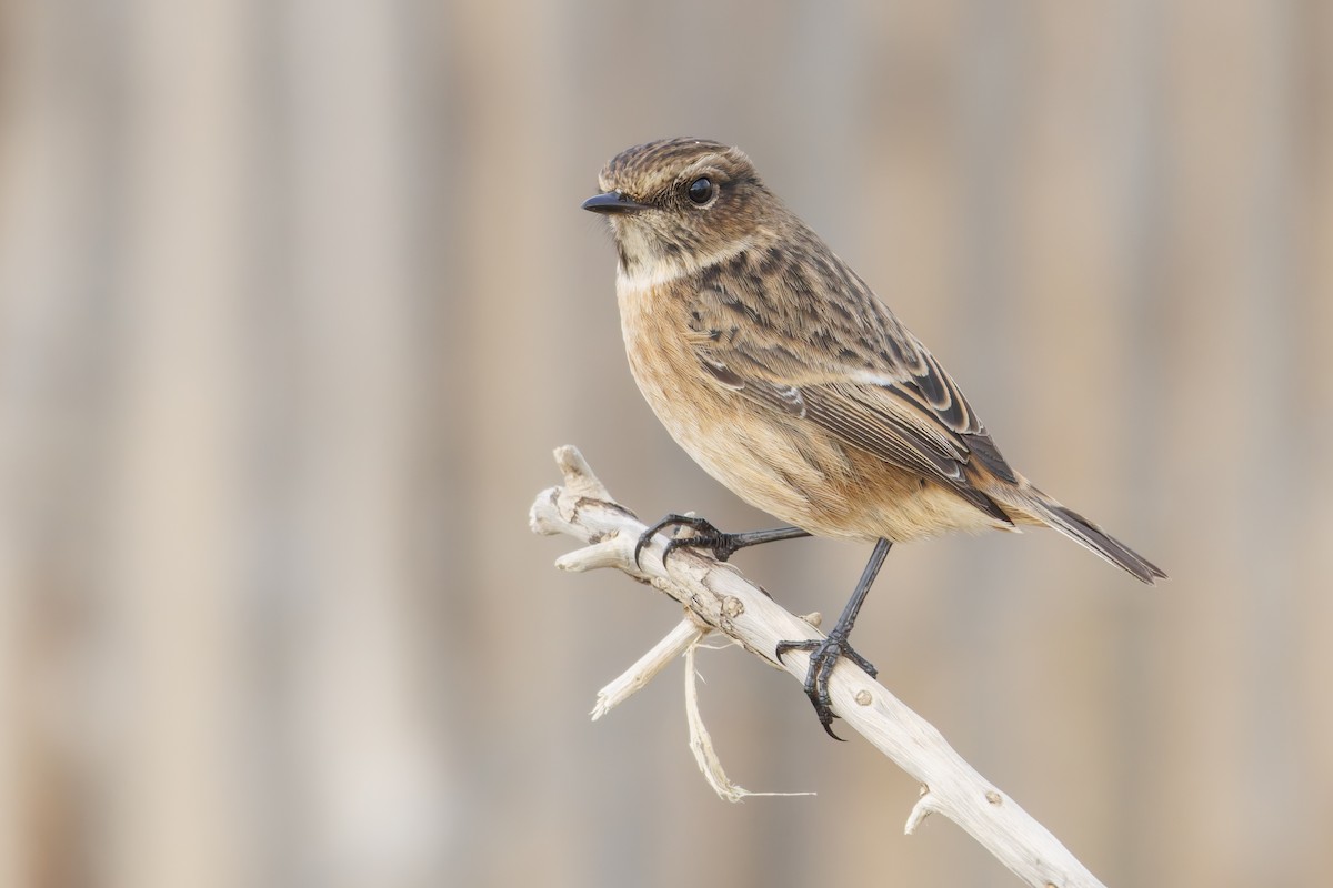 European Stonechat - ML637341417