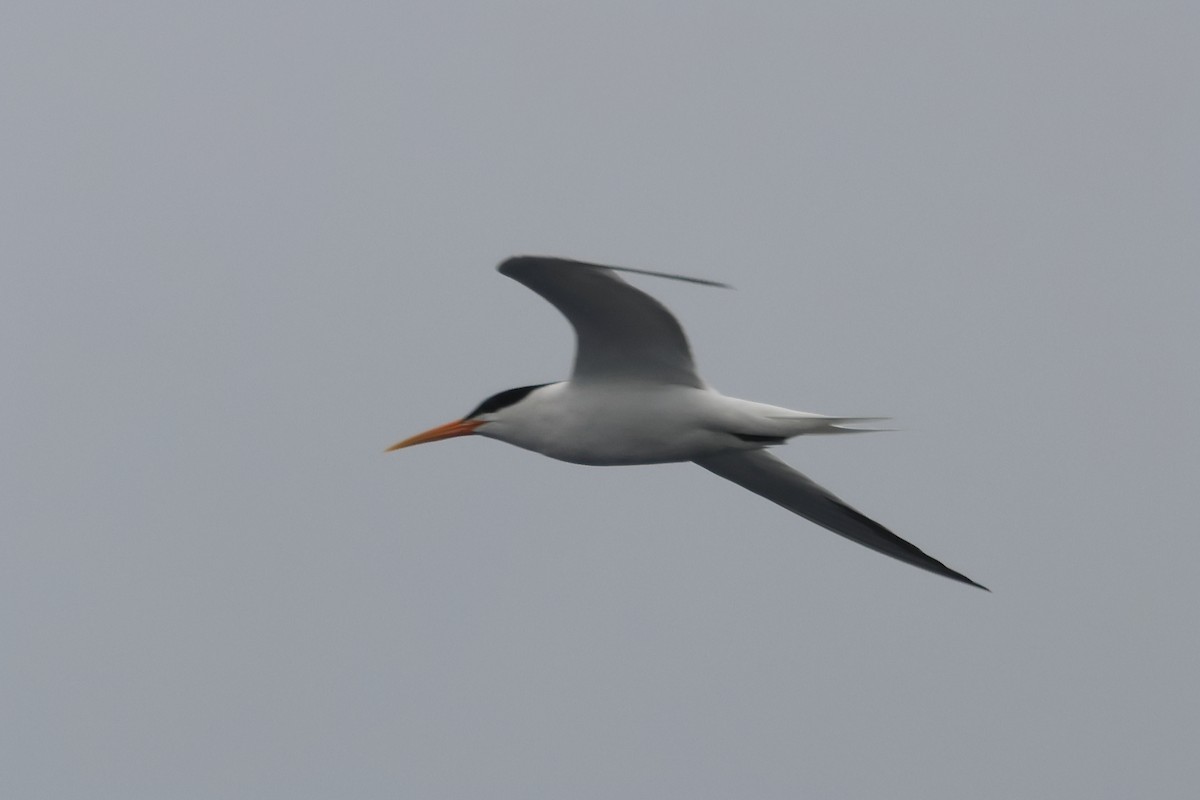 Elegant Tern - ML637341438