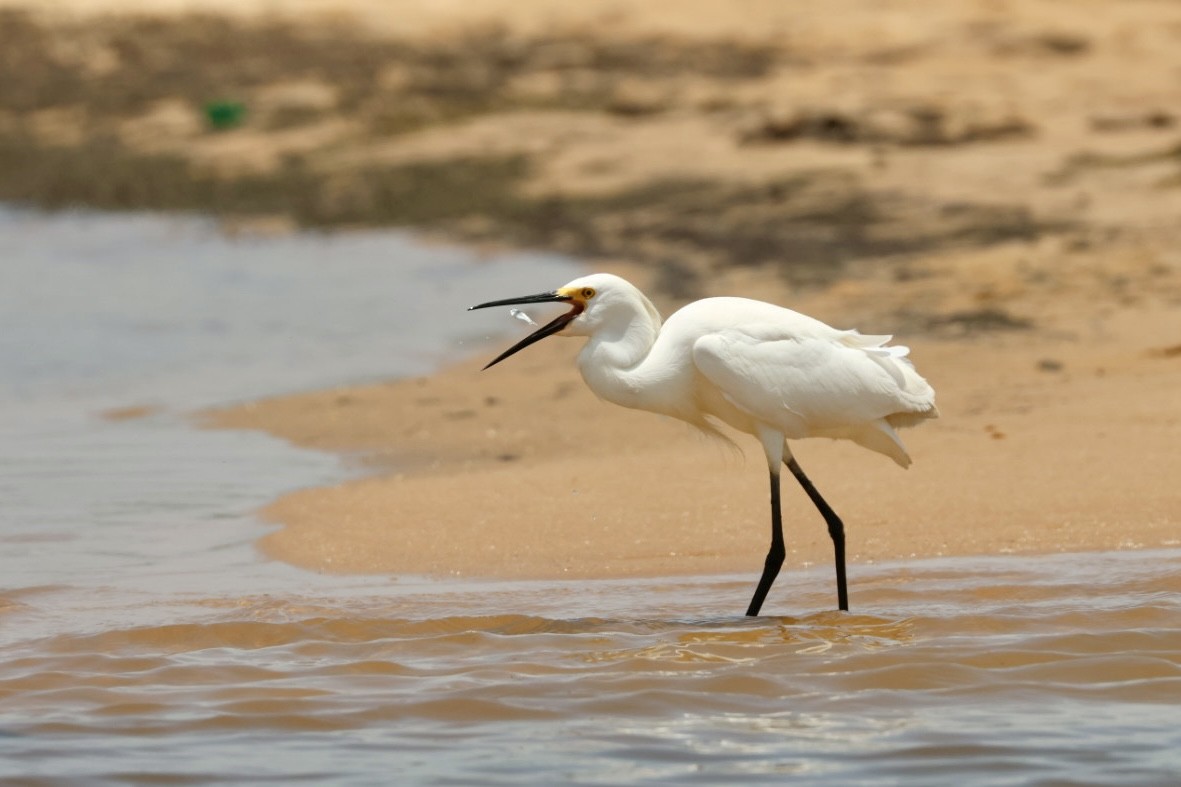 Snowy Egret - ML637341470