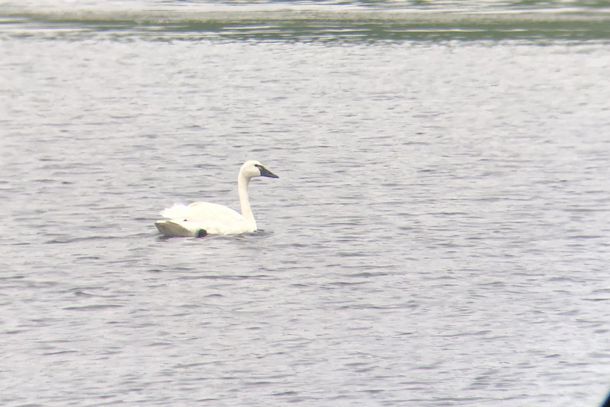 Tundra Swan - ML637341480