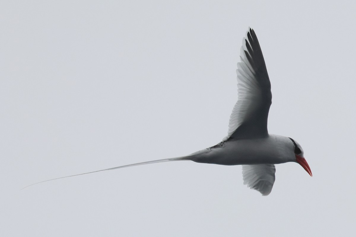 Red-billed Tropicbird - ML637341482