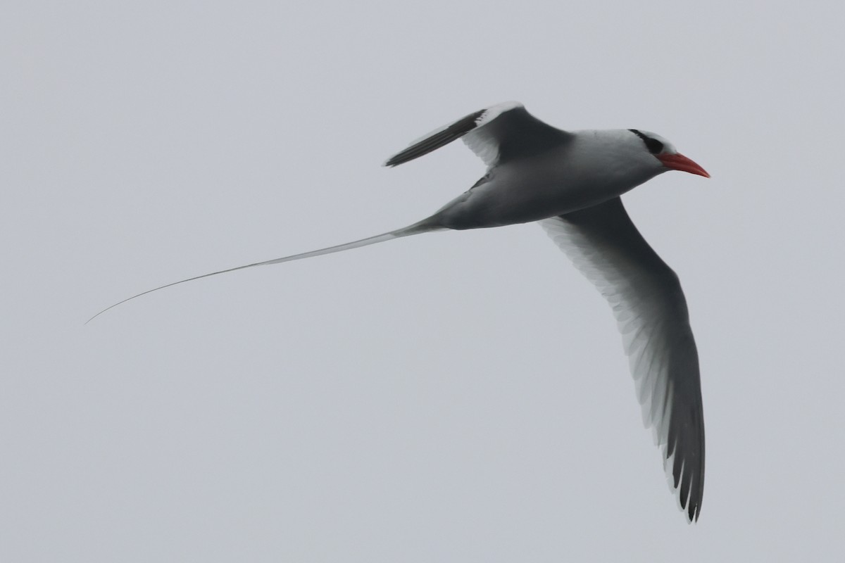Red-billed Tropicbird - ML637341483