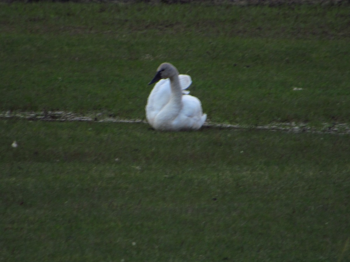 Tundra Swan - ML637341486