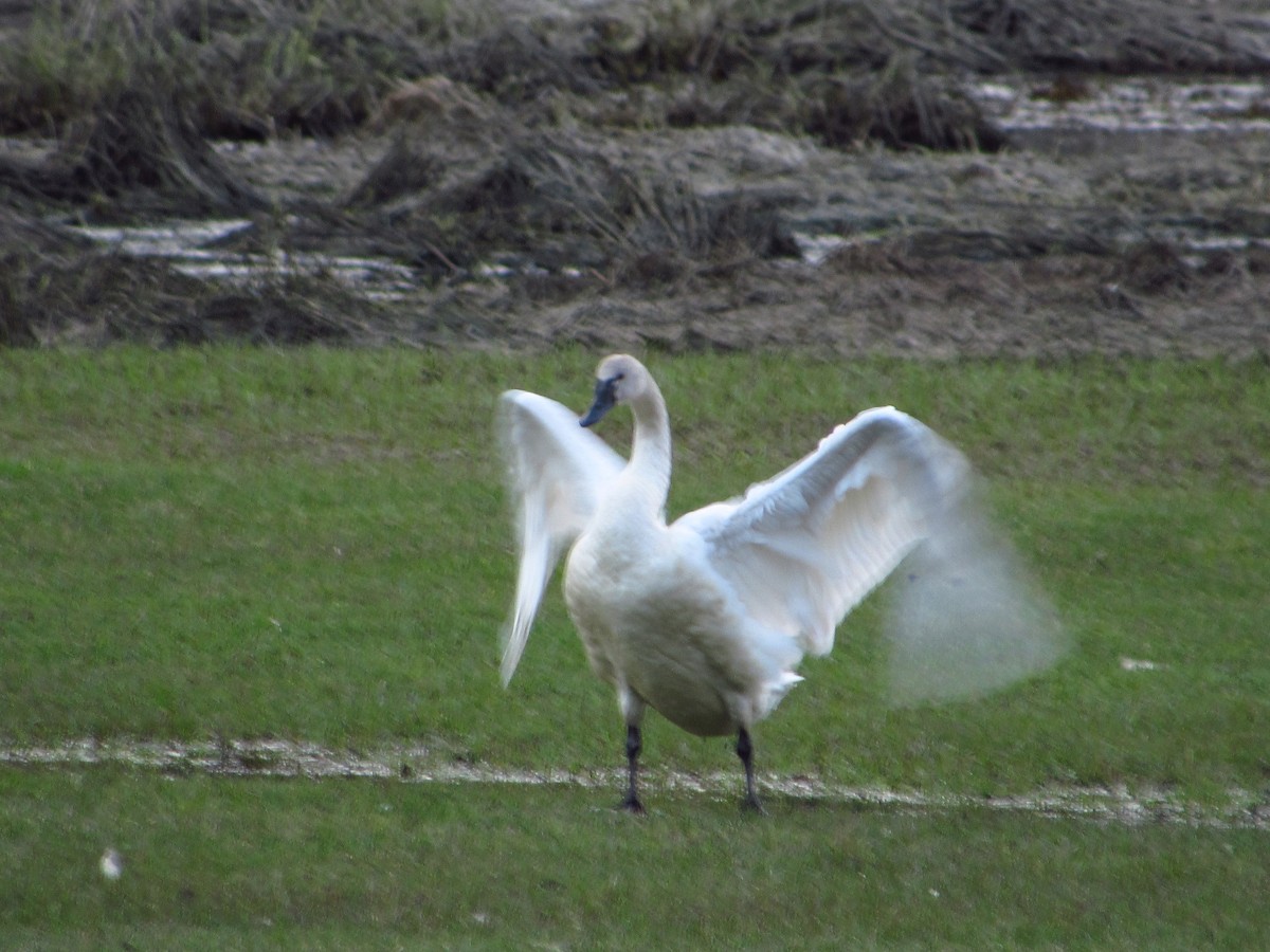 Tundra Swan - ML637341487
