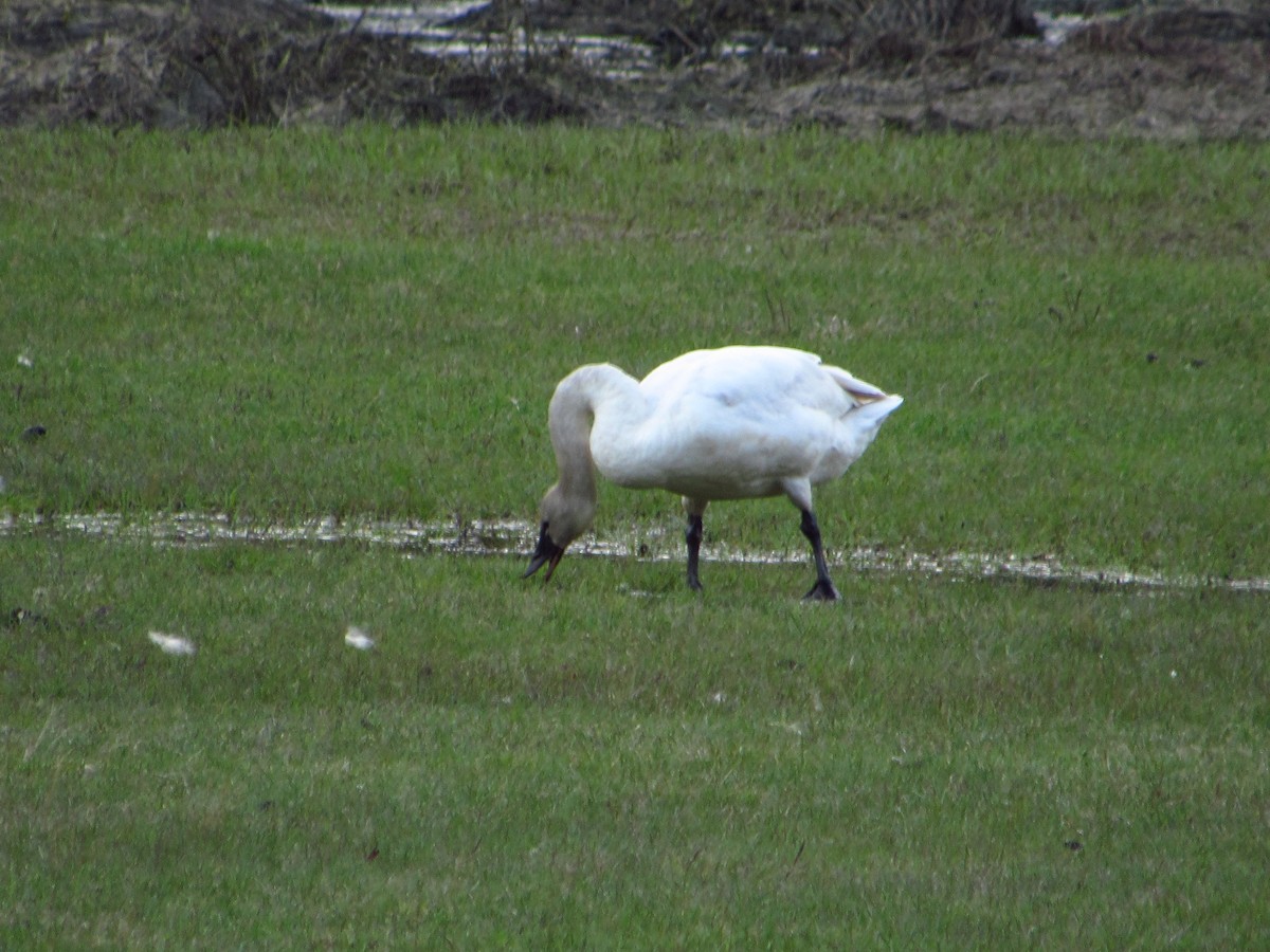 Tundra Swan - ML637341488