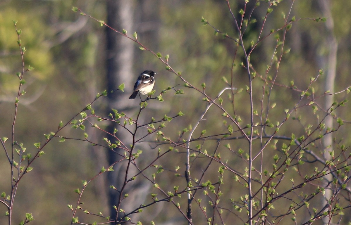Amur Stonechat - ML637341543