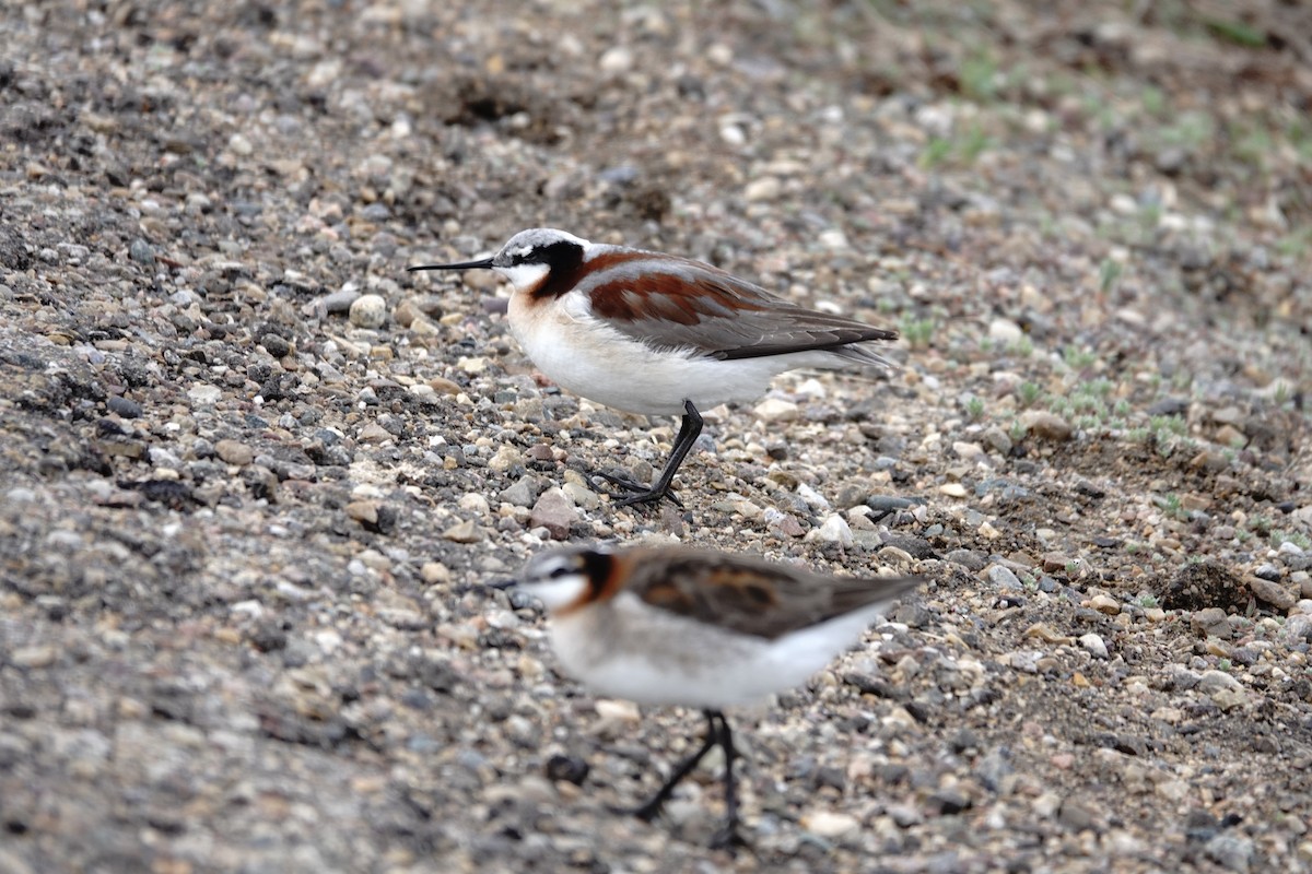 Falaropo Tricolor - ML637341548