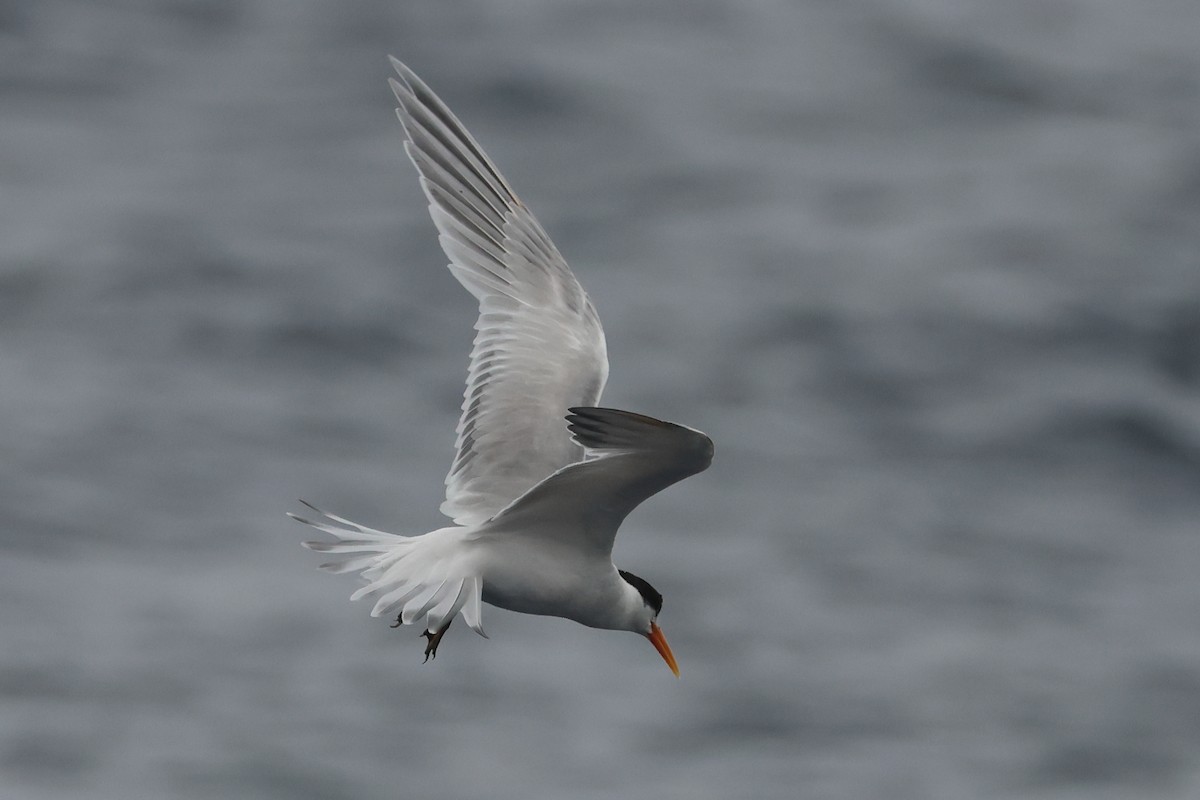 Elegant Tern - ML637341567