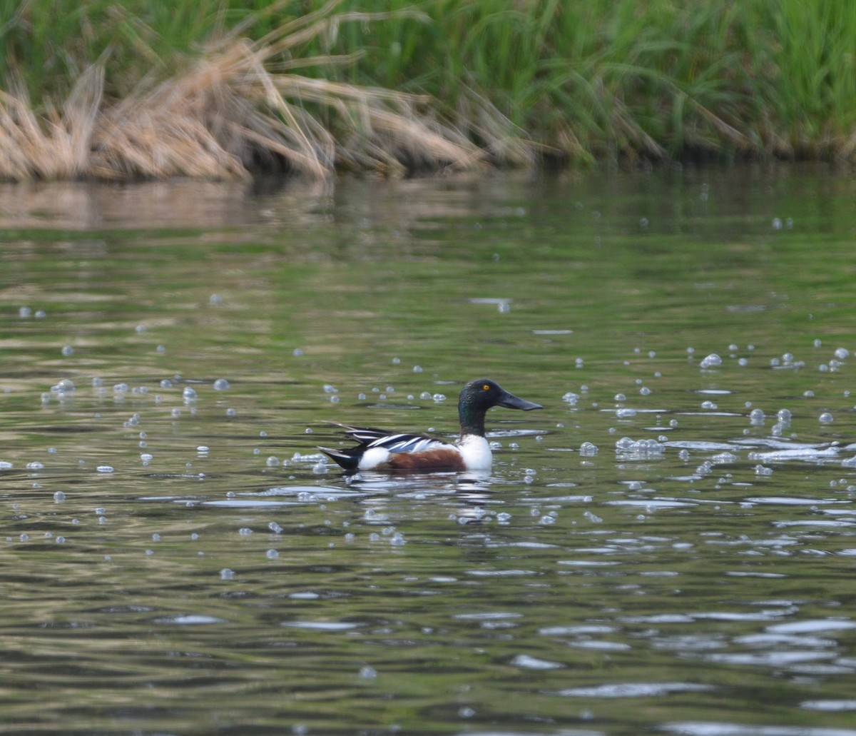 Northern Shoveler - ML637341704
