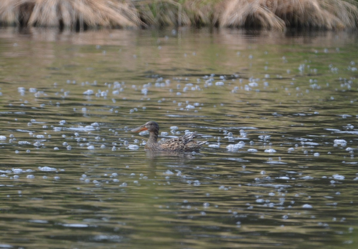 Northern Shoveler - ML637341713