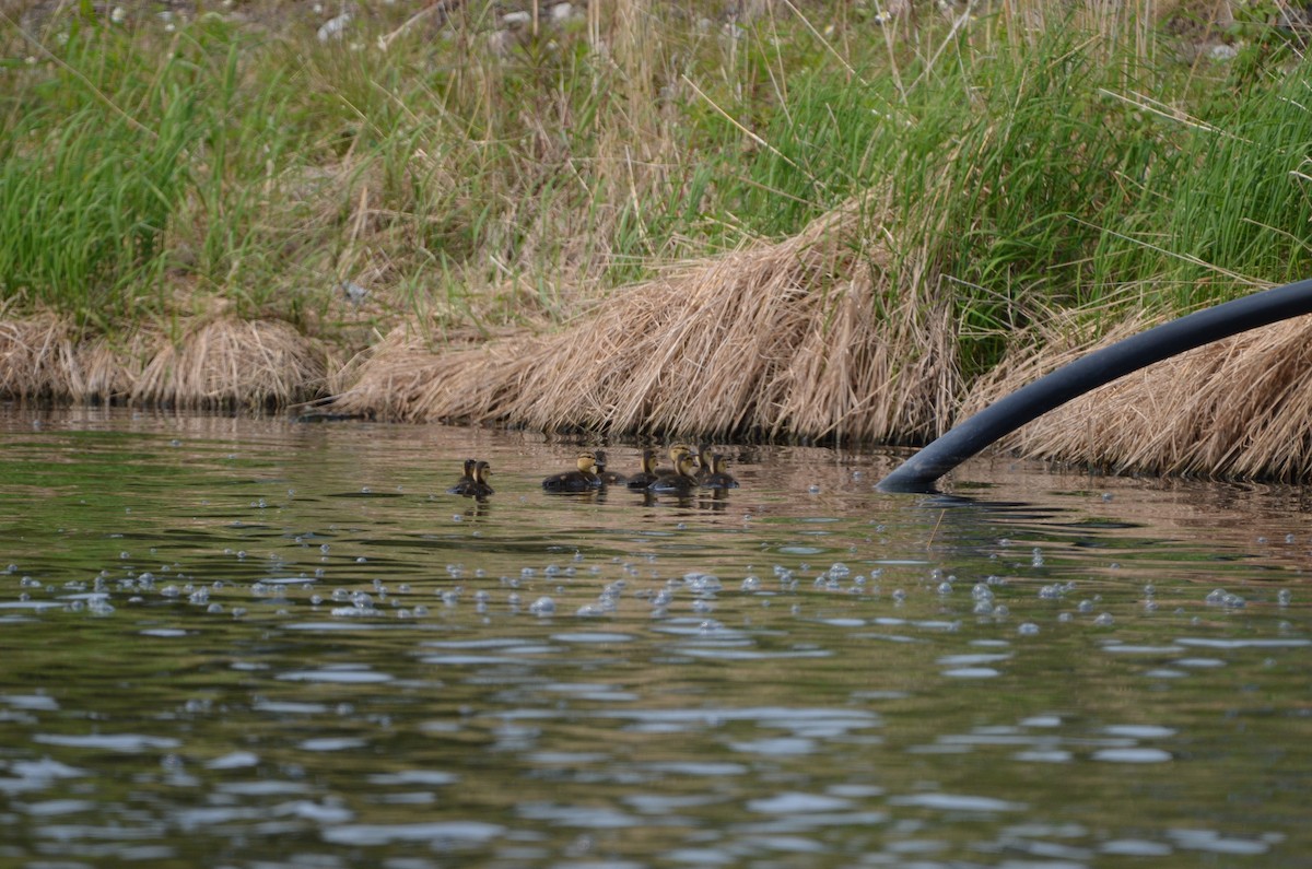 American Black Duck - ML637341725