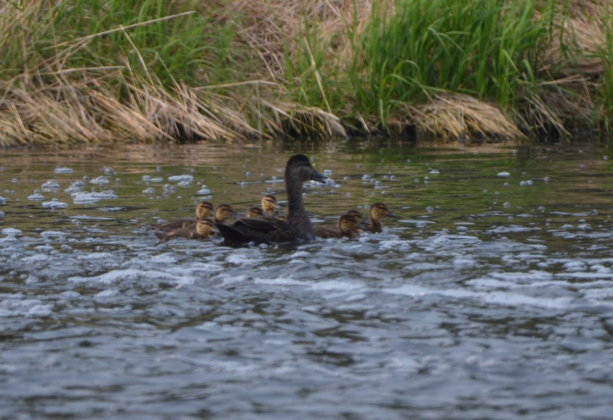 American Black Duck - ML637341740