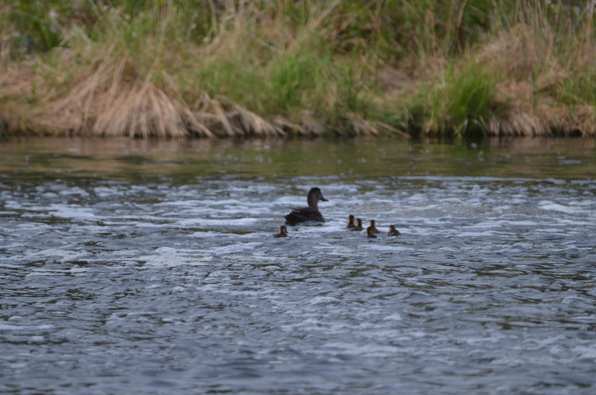 American Black Duck - ML637341744