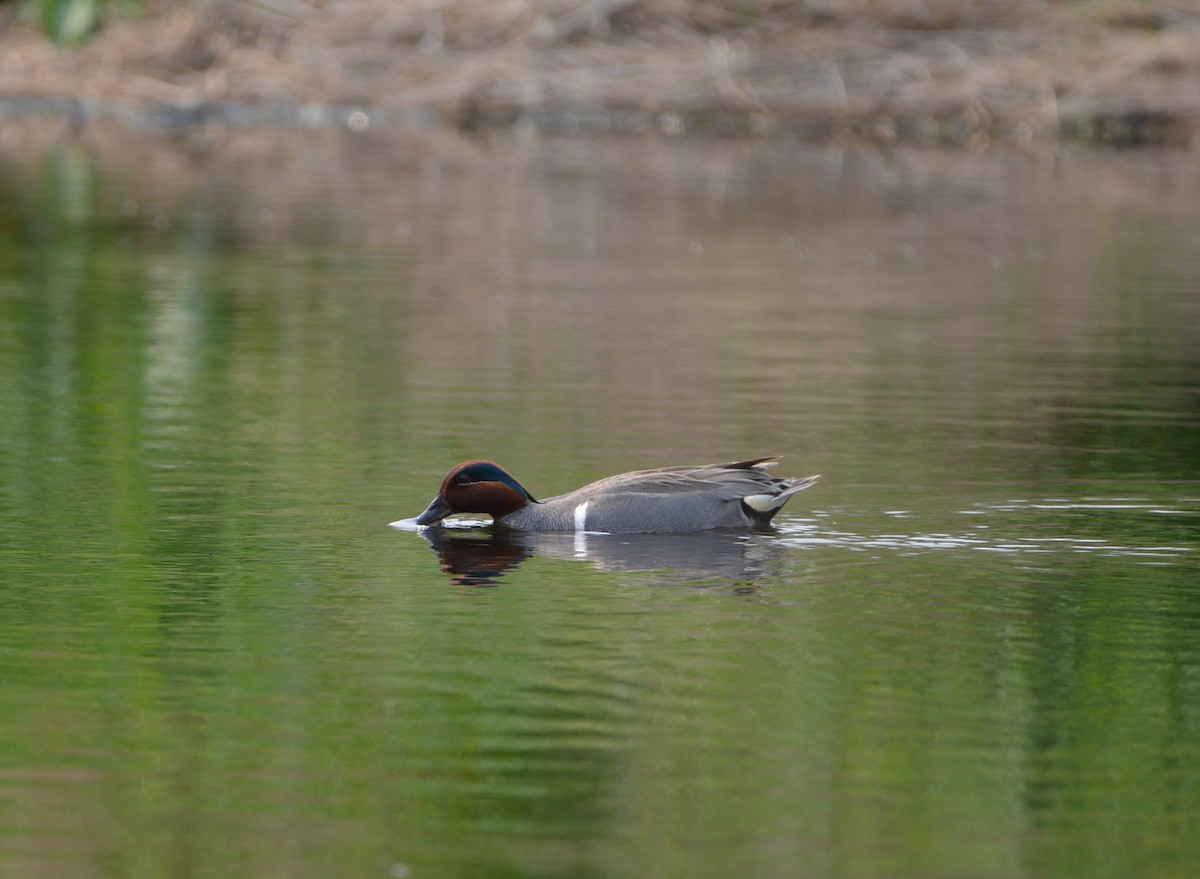 Green-winged Teal - ML637341767