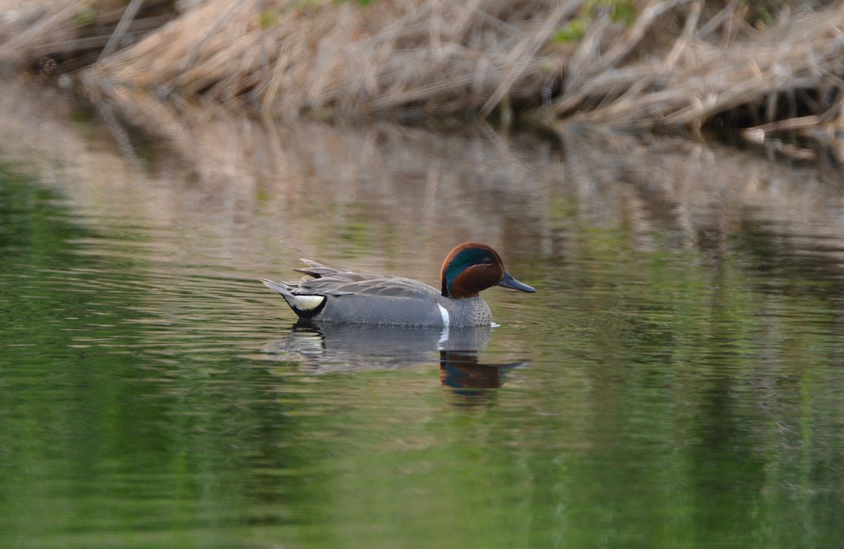 Green-winged Teal - ML637341771