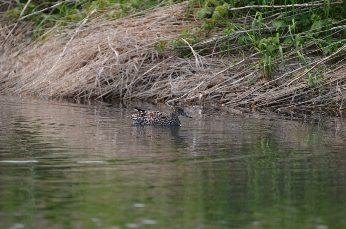 Green-winged Teal - ML637341802