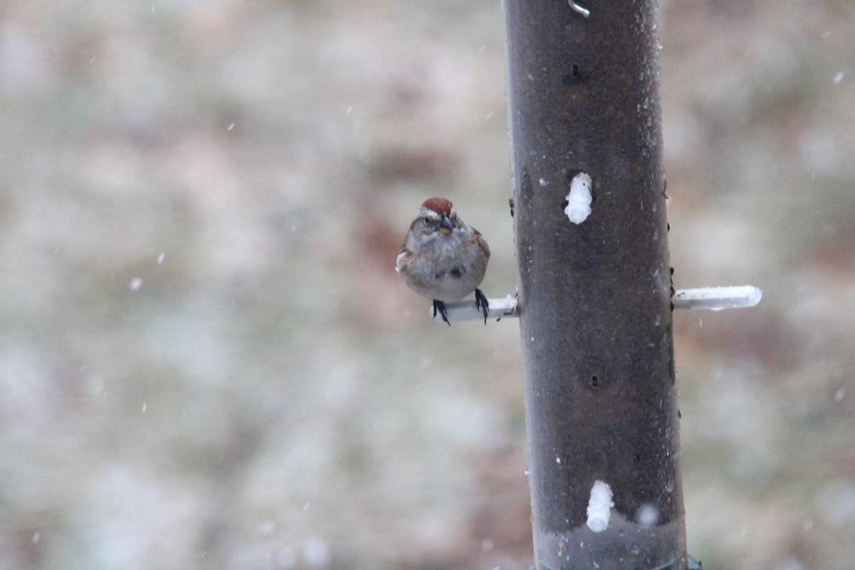 American Tree Sparrow - ML637341803