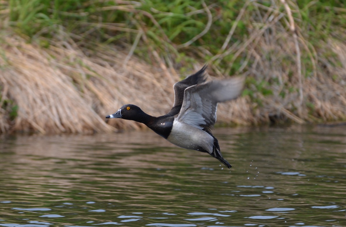 Ring-necked Duck - ML637341806