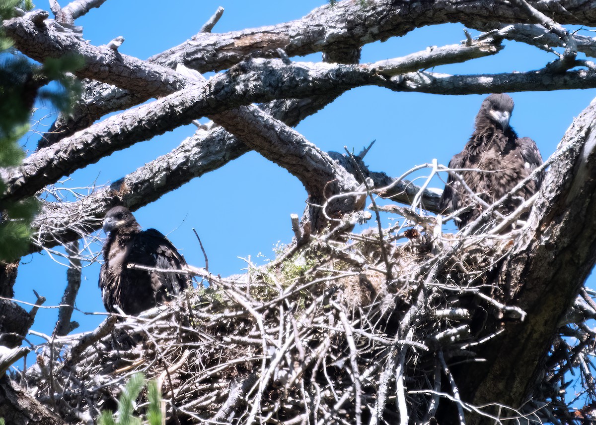 Bald Eagle - ML637341944
