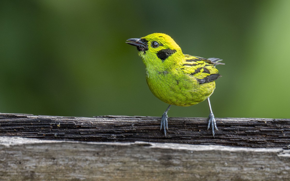 Emerald Tanager - ML637341964
