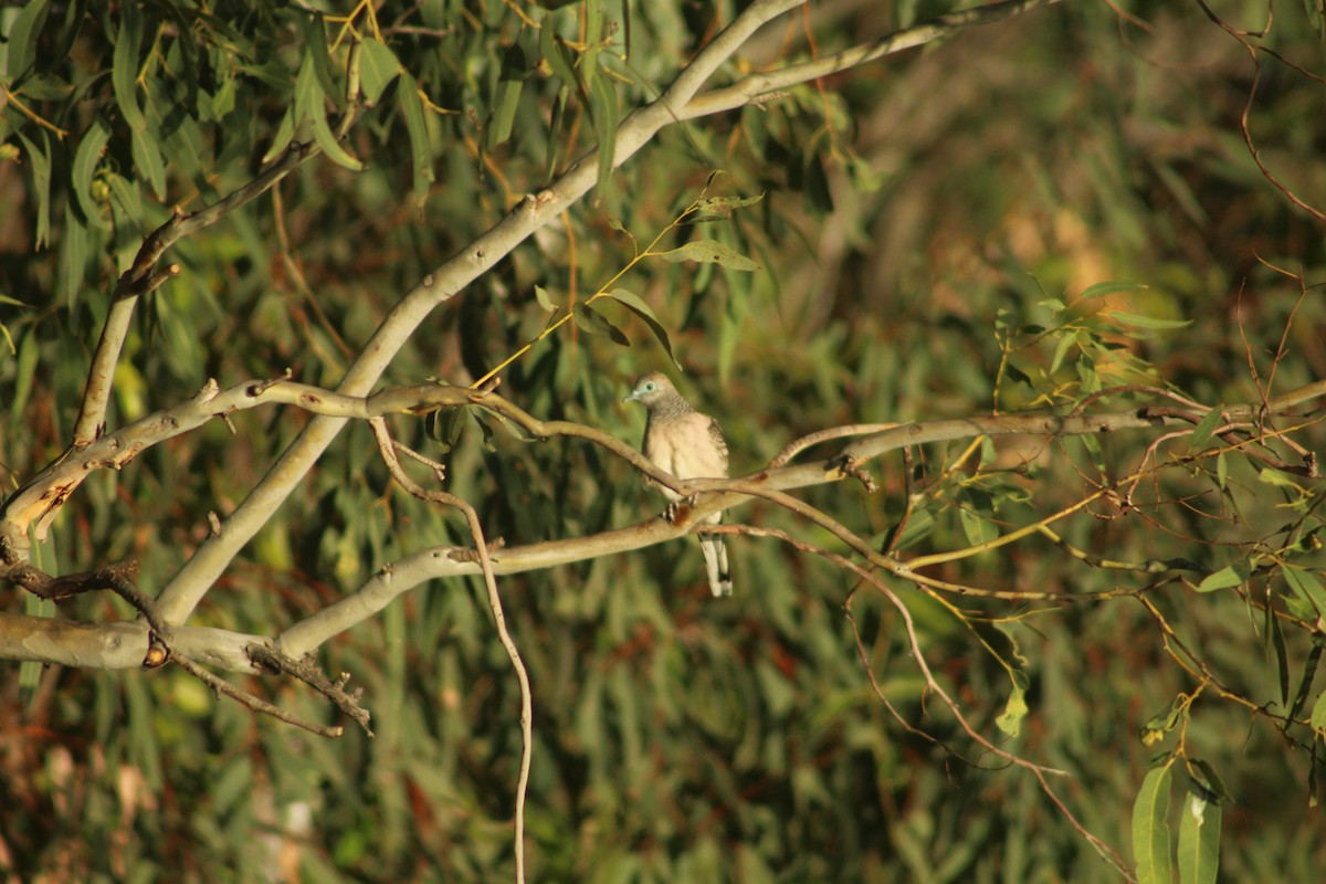 Peaceful Dove - ML637342015