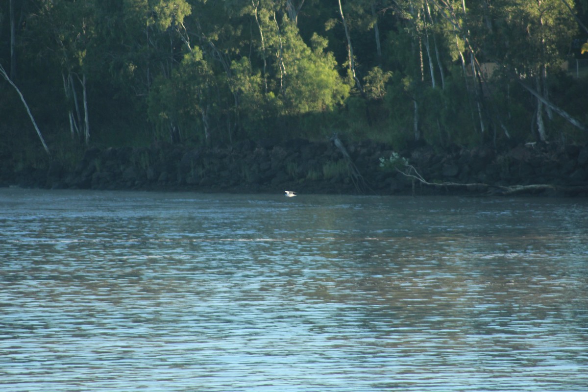 Australian Tern - ML637342046
