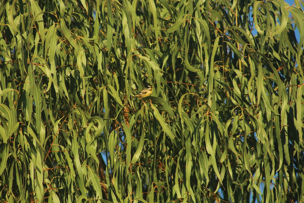 Striated Pardalote (Black-headed) - ML637342070