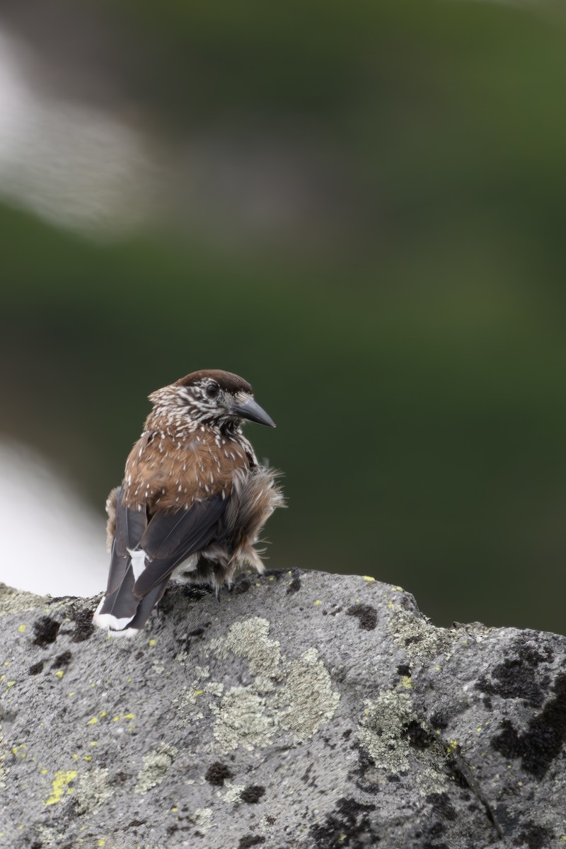 Northern Nutcracker - ML637342085