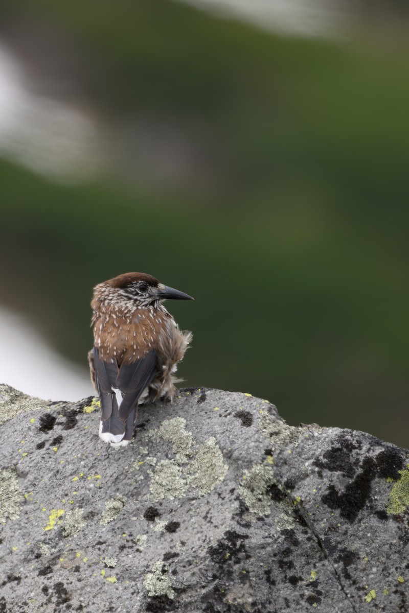 Northern Nutcracker - ML637342086