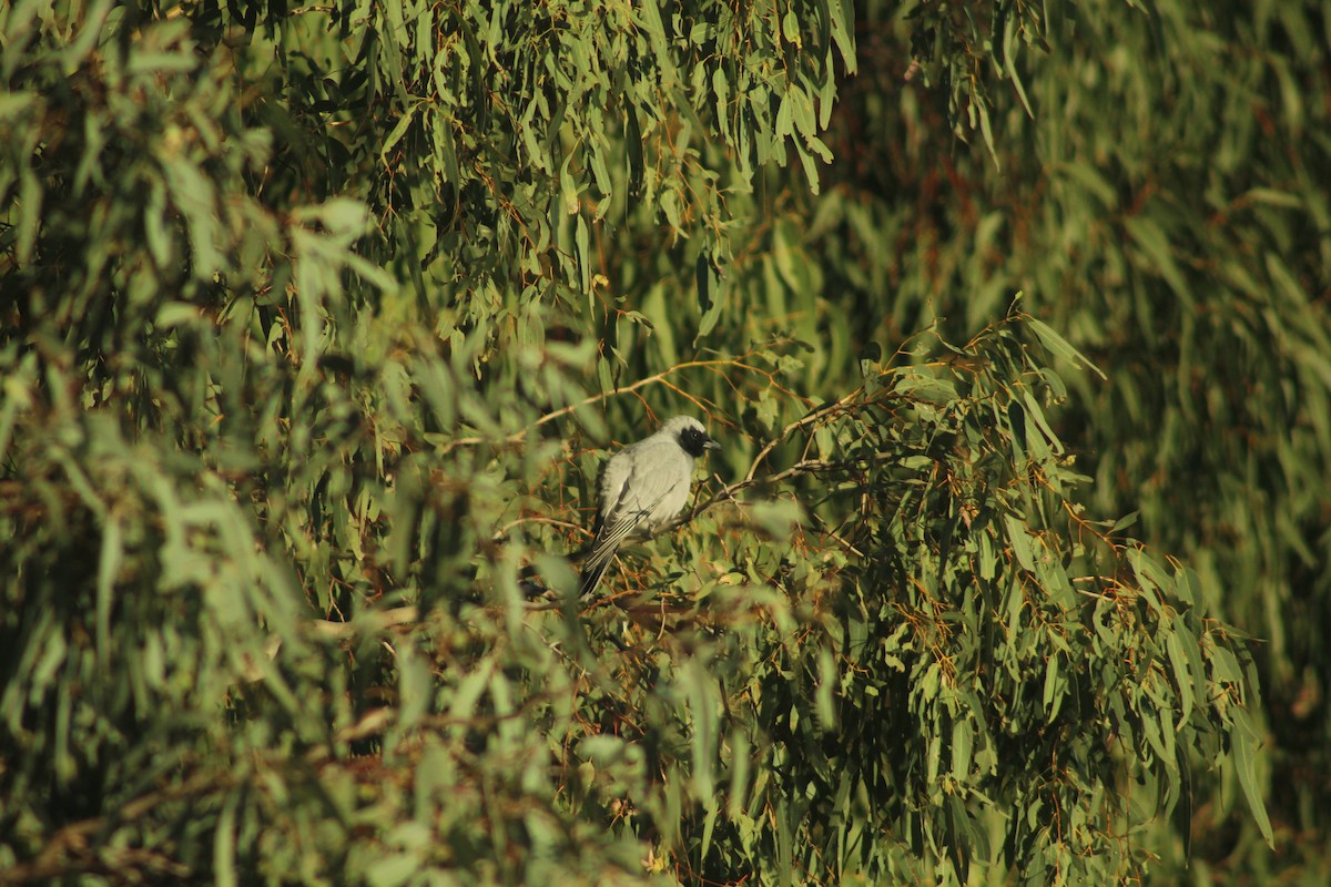 Black-faced Cuckooshrike - ML637342096