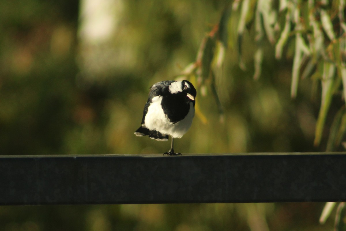 Magpie-lark - ML637342108