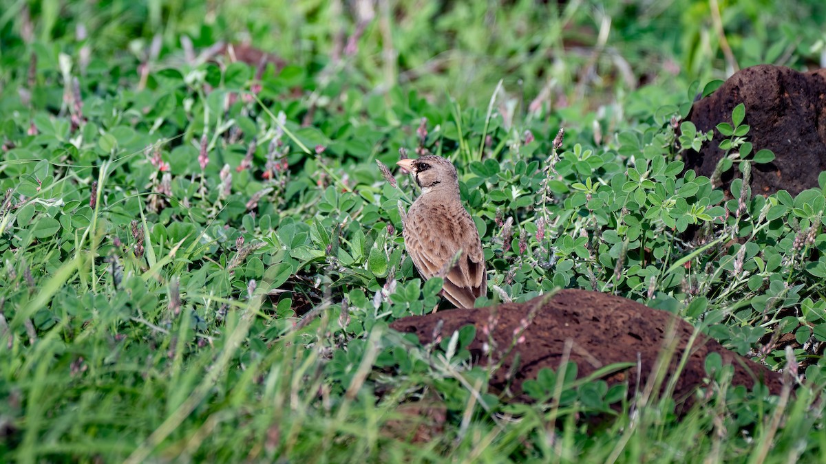 Masked Lark - ML637342133