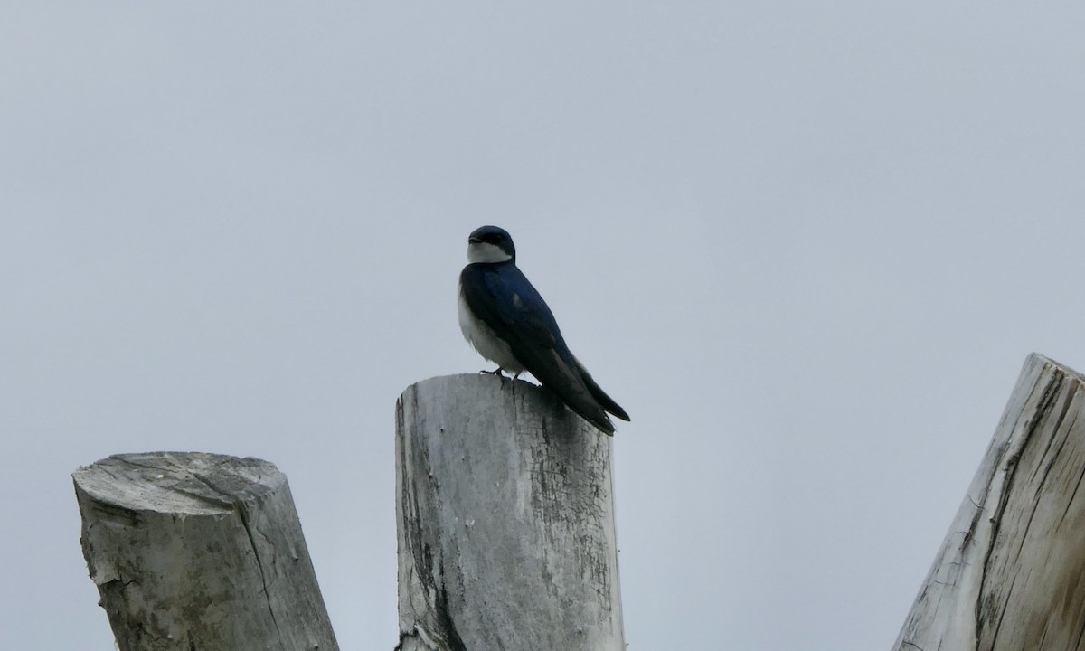 Tree Swallow - ML637342209