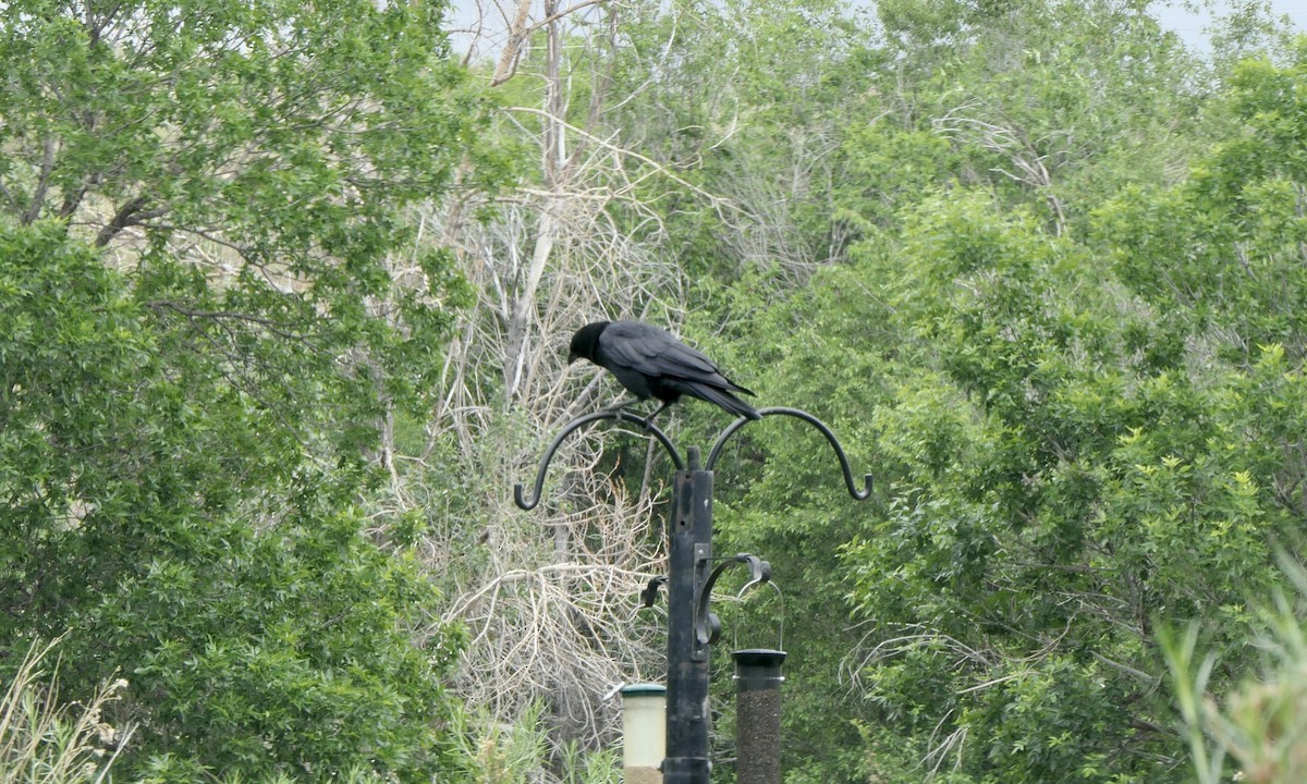 American Crow - ML637342250