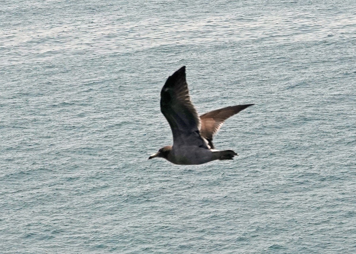 Gray Gull - ML637342275