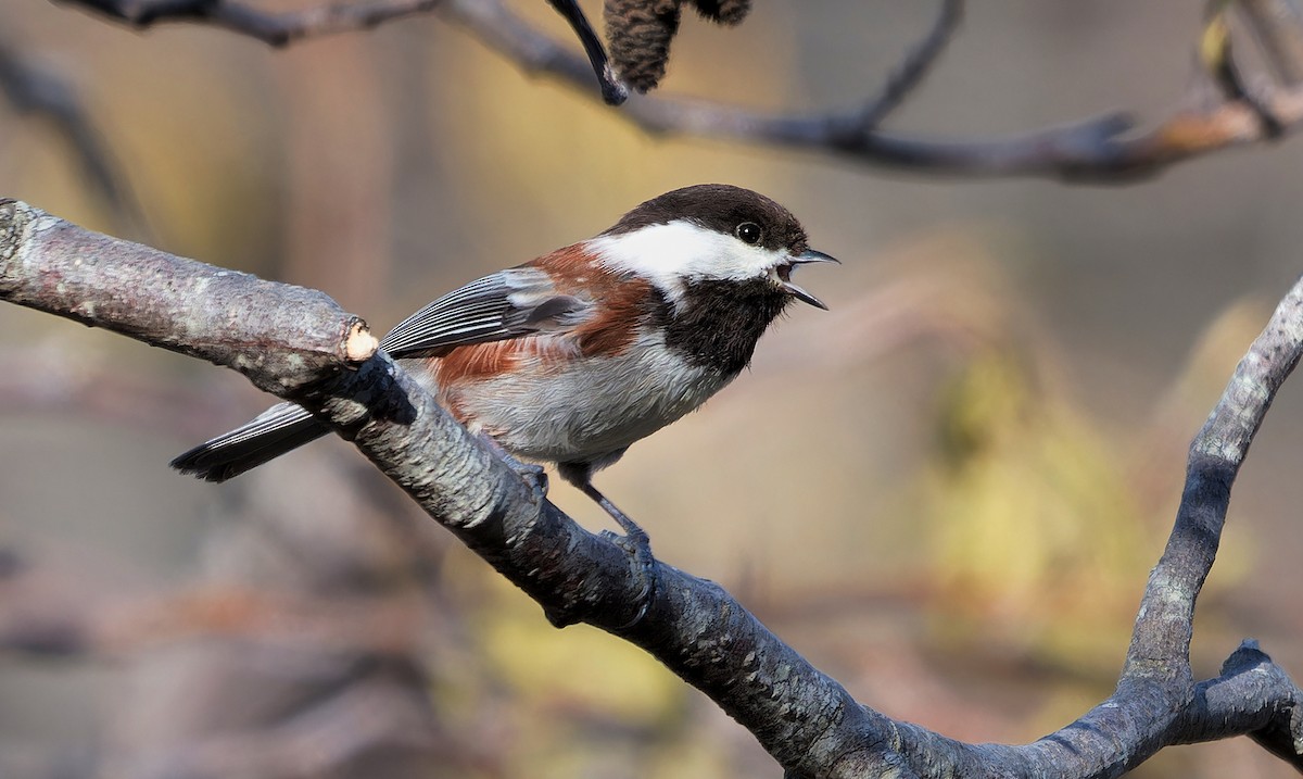 Chestnut-backed Chickadee - ML637342286