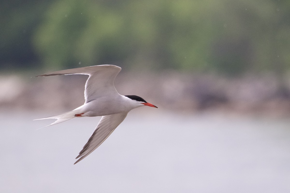 Common Tern - ML637342292