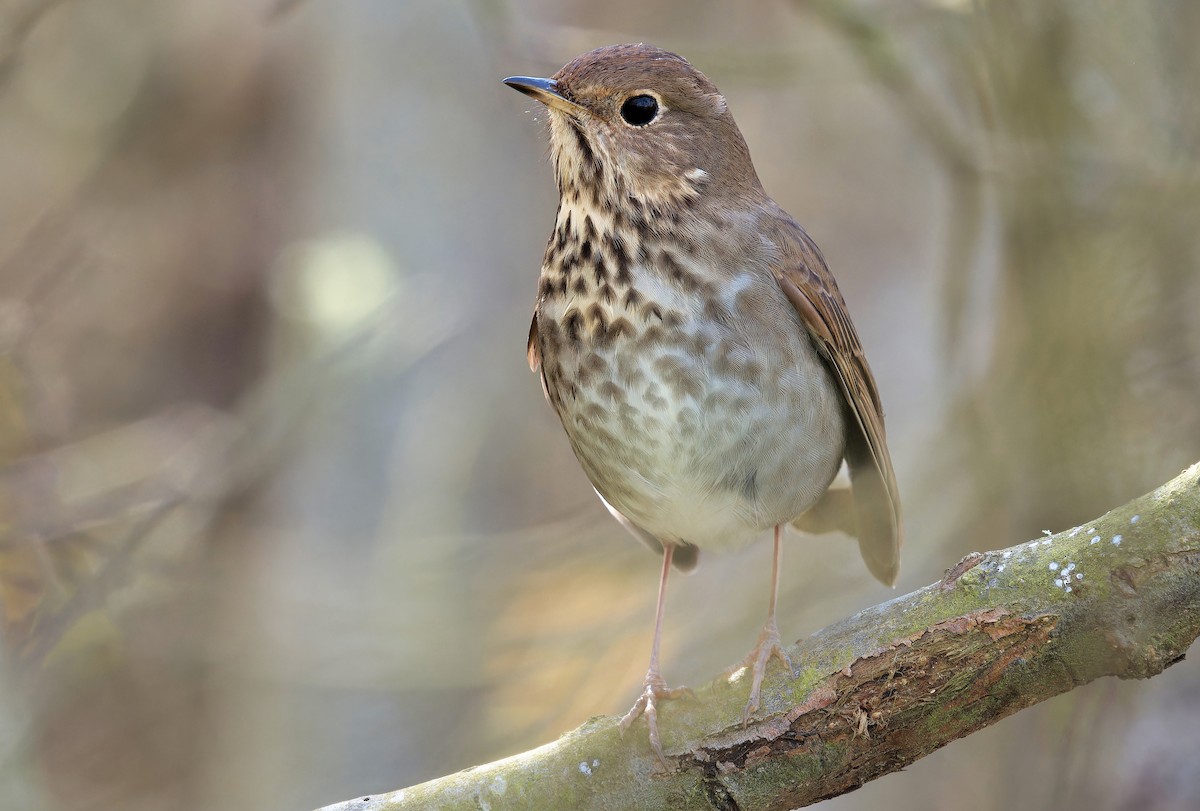 Hermit Thrush (guttatus Group) - ML637342298