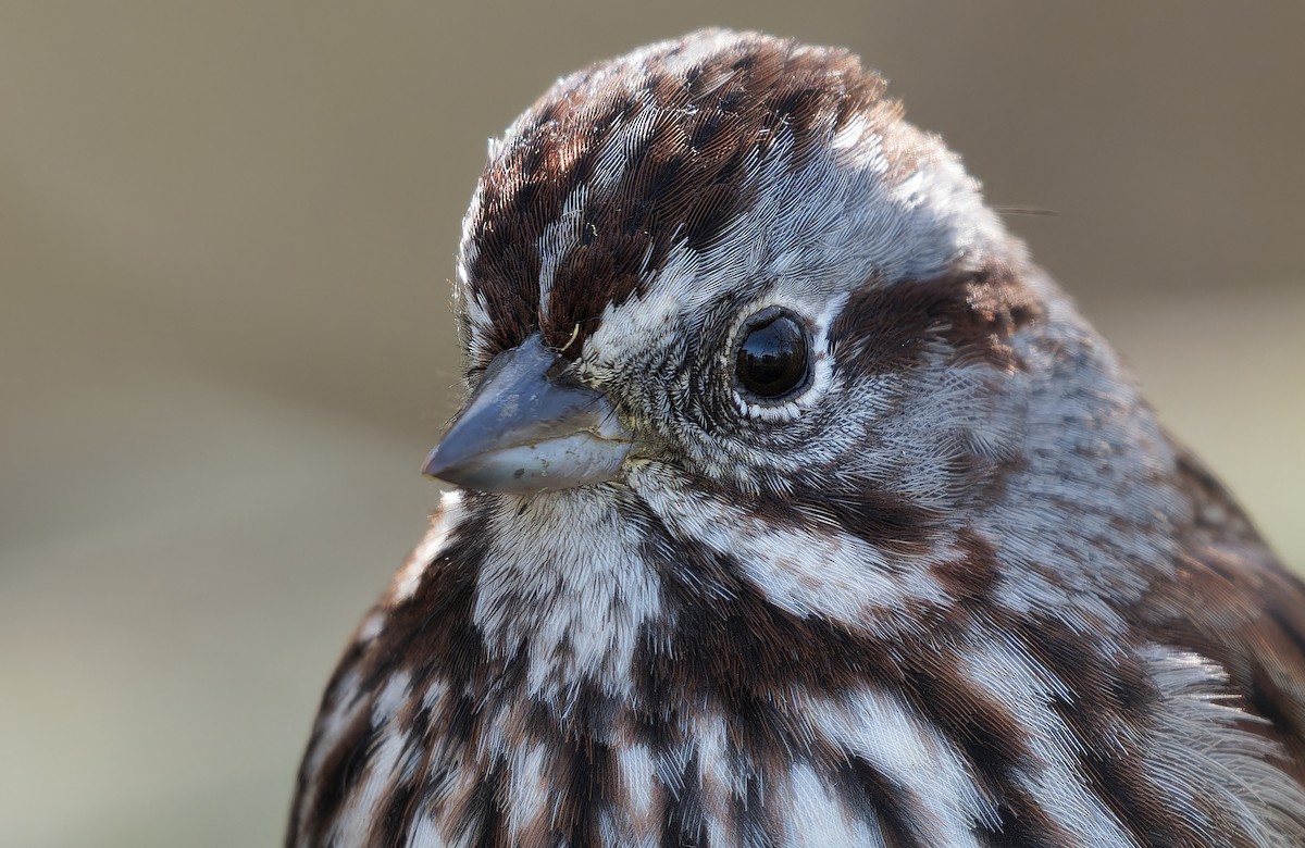 Song Sparrow - ML637342311