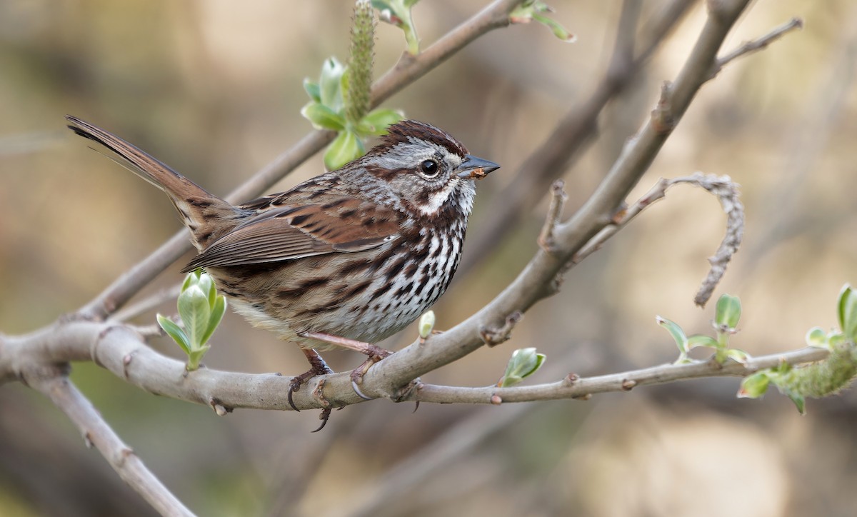 Song Sparrow - ML637342312