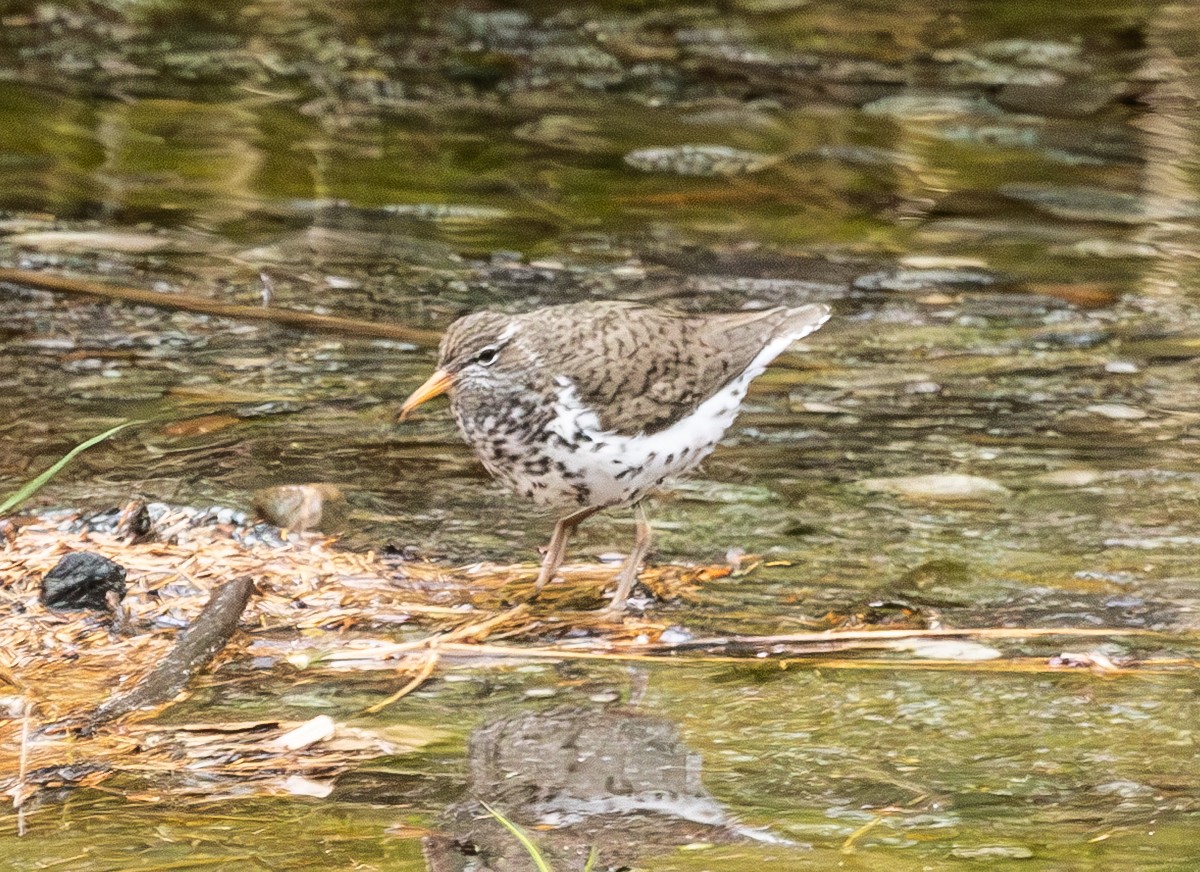 Spotted Sandpiper - ML637342349