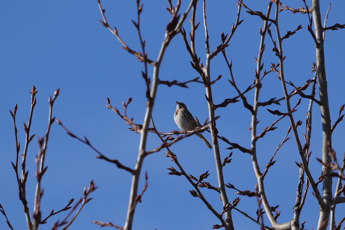 Song Sparrow - ML637342489